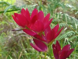 Geissorhiza erosa flower spike